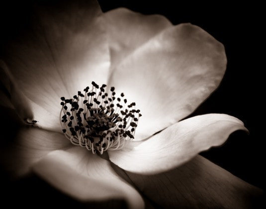 Dandelion Locket Necklace
